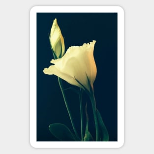 White Lisianthus the Tender Perennial Flower of Gentleness Sticker